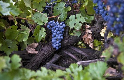 Что угрожает сорту винограда - Каберне Совиньон?