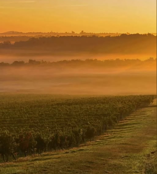Bordeaux Claret: повернення легкого стилю
