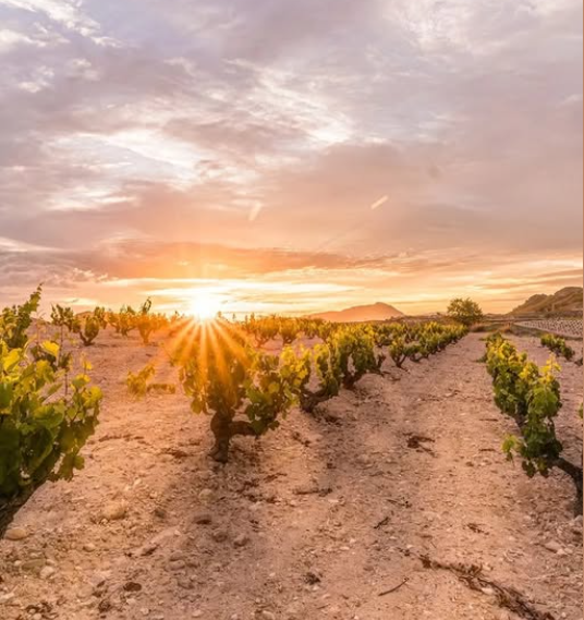 Хумилья 2024: катастрофическое падение урожайности, но виноград отличного качества