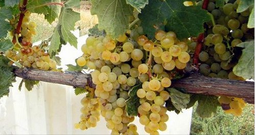 Что вы слышали о винограде Tempranillo Blanco?