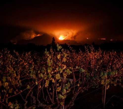 Лесные пожары в Чили уничтожают гектары старых виноградных лоз