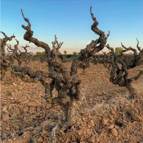 Реестр Старой Лозы – страстный проект по сохранению виноградников мирового наследия