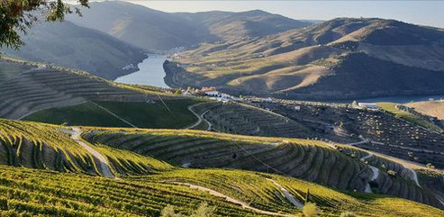 Китай может стать новым мировым центром виноделия