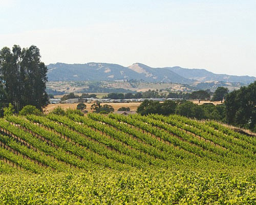 Интересные факты о Калифорнийском виноделии