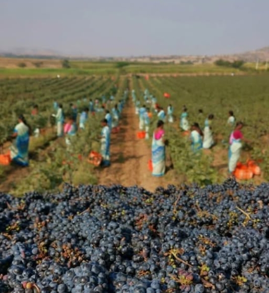 Винний ринок Індії: зростання попиту та нові можливості до 2030 року