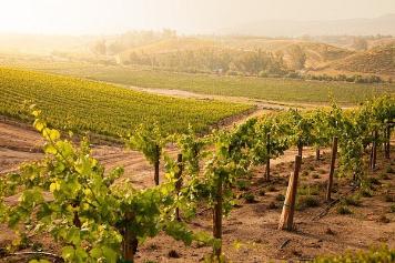 Как влияет изменение климата на производство вина?