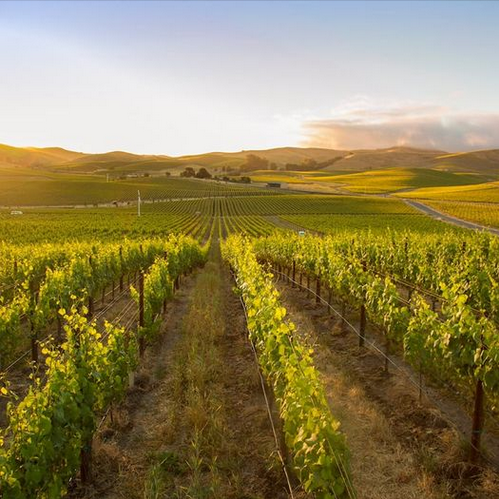 Украинские виноделы посетили Grgich Hills Estate