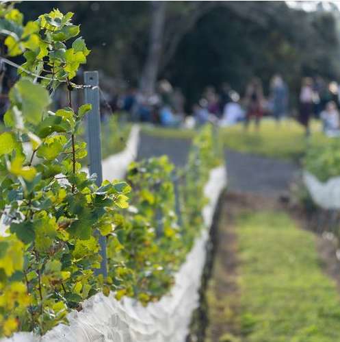 Fête de la Vigne - фестиваль виноградной лозы во Франции