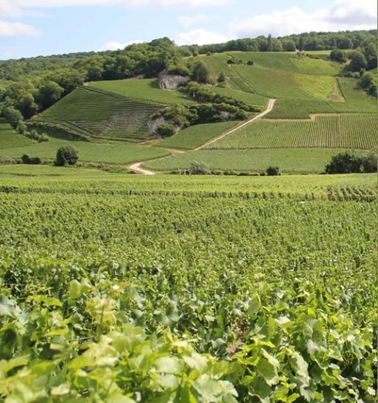 Врожай Шампані 2025: Смак ідеального балансу