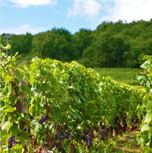 Climats Бургундии празднуют 10 лет в списке ЮНЕСКО!