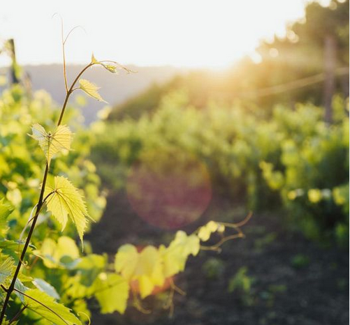 Шведское вино: как глобальное потепление перемещает европейские виноградники на север?
