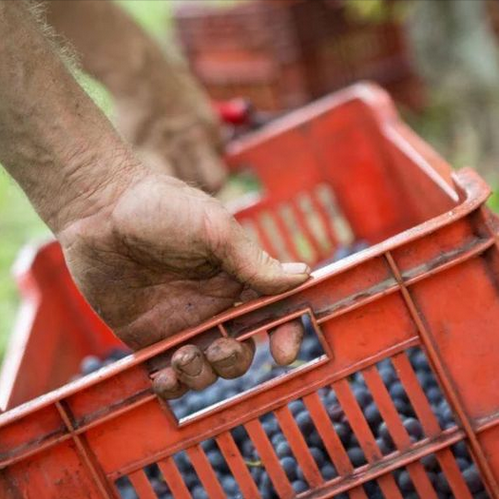 Урожай 2023 года в Италии стал самым маленьким за последние 76 лет