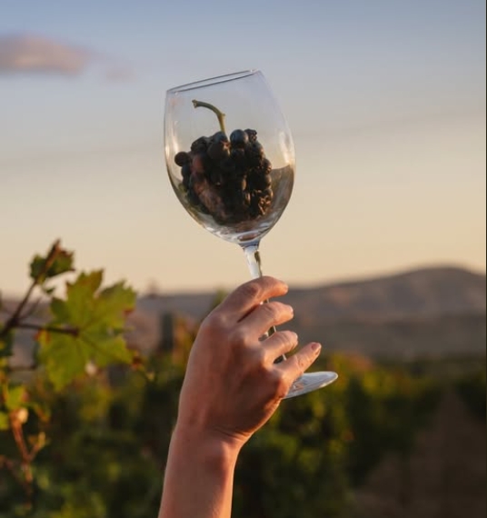 Органическое вино: тренд будущего