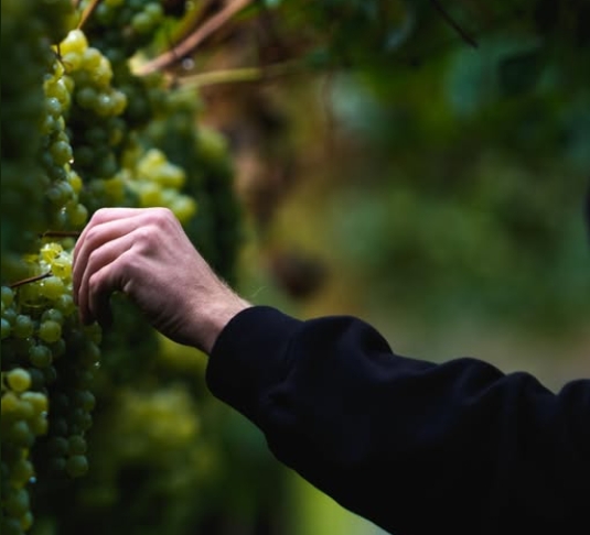 Там, где не было вина