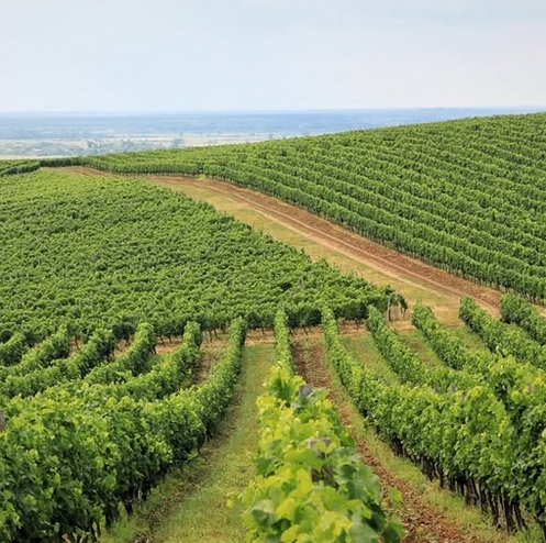 На юге Одесщины винодел случайно создал десертное вино