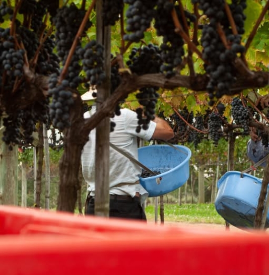 Коренные виноделы Северной Америки: традиции и современность