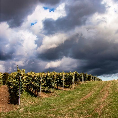 Виноградники под угрозой: Изменение климата!