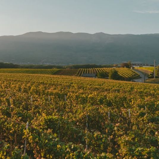 Французский сорт – немецкое вино