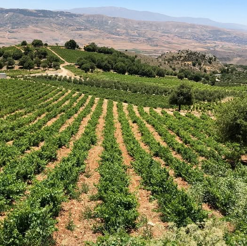 Санта-Барбара: исключительный урожай 2024 года