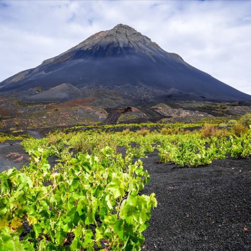 Как на Канарах растят виноградники в вулканических кратерах?