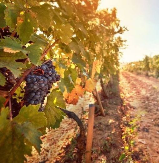 Перспективы виноделия в Украине: сможет ли страна стать новым центром виноделия?