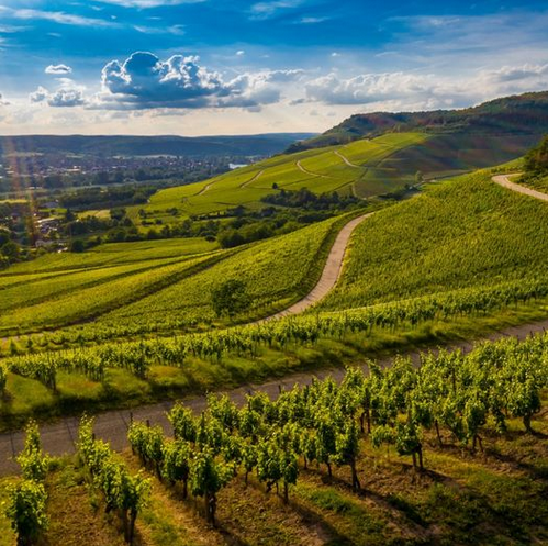 Що вам відомо про виноробство в Угорщині?