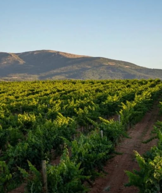 Турецкое вино покоряет Европу