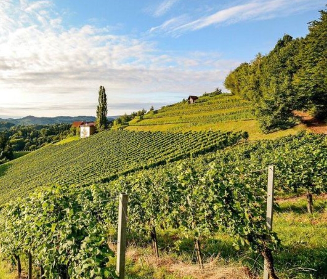 Объем производства вина во Франции увеличивается