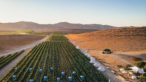 Пустынные виноградники Израиля показывают изменение климата