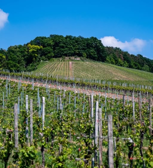 Италия ставит паузу на новые виноградники: решительный шаг в борьбе с перепроизводством