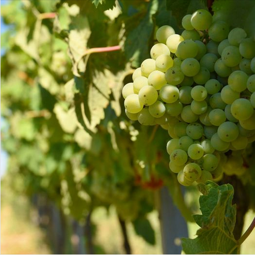 Antinori становится единоличным владельцем Col Solare в Вашингтоне