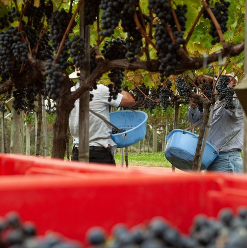 Что принес урожай в Аргентине-2024?