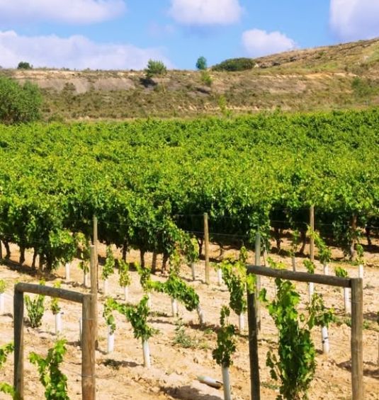 Климатические вызовы для виноделов Европы