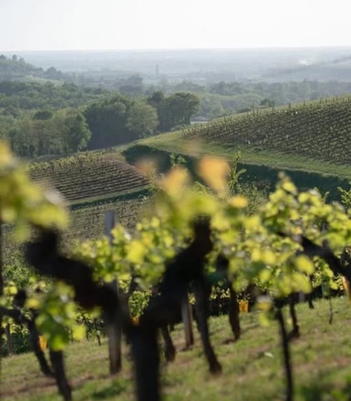 Вуглець у ґрунтах виноградників